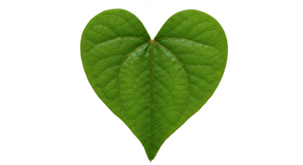 Green Heart Leaf Shape Design Isolated Background Transparent