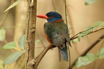 The green-backed kingfisher (Actenoides monachus) is a species of bird in the family Alcedinidae endemic to North Sulawesi, Indonesia
