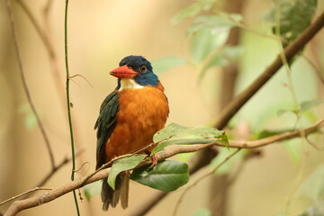 The green-backed kingfisher (Actenoides monachus) is a species of bird in the family Alcedinidae endemic to North Sulawesi, Indonesia