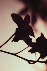 An elegant orchid flower captured during twilight, beautifully illuminated against a dark, softly blurred background. The subtle golden glow of the evening light enhances the delicate textures and vib