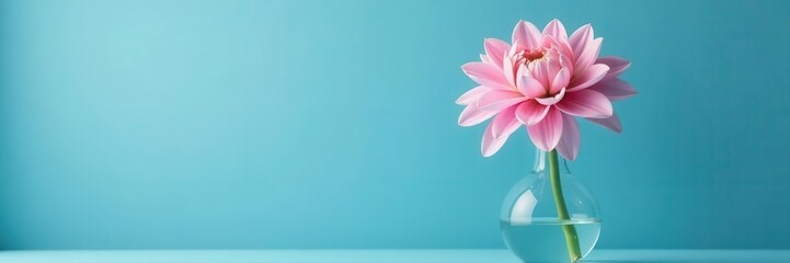 Gorgeous tender pink dahlia, elegant glass vase, serene blue background, decor, petals, macro