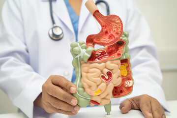Digestive system with stomach and intestine, Asian doctor holding human anatomy model for study...