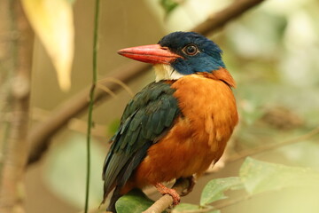 The green-backed kingfisher (Actenoides monachus) is a species of bird in the family Alcedinidae endemic to North Sulawesi, Indonesia