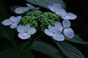雨に濡れて咲く