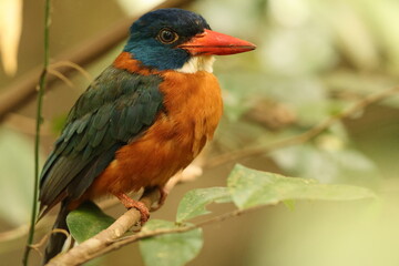 The green-backed kingfisher (Actenoides monachus) is a species of bird in the family Alcedinidae endemic to North Sulawesi, Indonesia