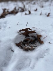 Snowy Footprint with Fallen Leaf in Winter Forest