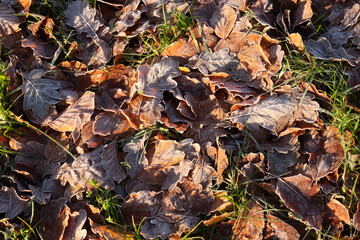 Frosty Autumn leaves in the sunshine