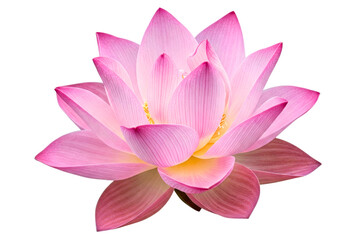 Single beautiful pink sacred lotus flower in full bloom isolated on a transparent background