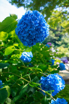 紫陽花