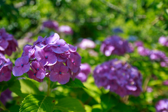 紫陽花