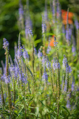 Purple wildflowers bloom in a lush garden, highlighting the beauty of nature