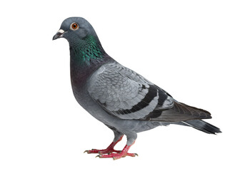 Obraz premium Isolated Gray Pigeon Bird Wildlife Feather in Transparent Background