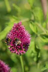 Bright purple clover blossoms attract busy bumblebees collecting nectar on a sunny spring day