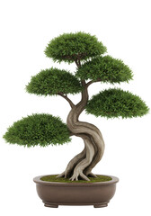 Isolated Bonsai Tree with Transparent Background Detailed Visual