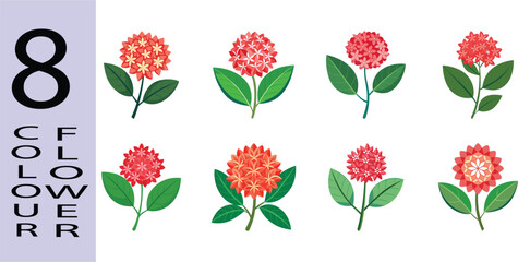 Ixora Flower Flat Style Botanical Vector Illustration