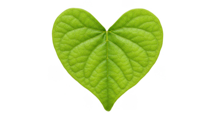 Isolated Green Heart Leaf Shape for Love Valentine Decoration