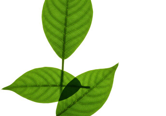 Fototapeta premium Isolated Green Leaf Silhouette Fresh Botany Transparent Background