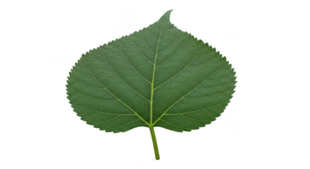 Isolated Green Leaf Detailed Veins Plant Element on Transparent Background
