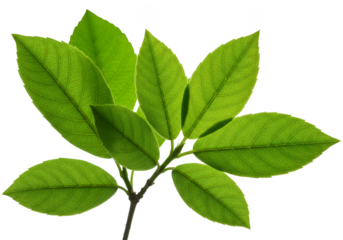 Isolated Green Leaf Transparent Background Fresh Macro Detail Natural