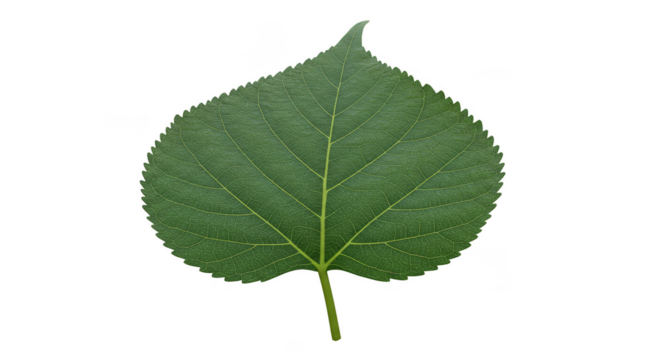 Isolated Green Leaf Detailed Veins Plant Element on Transparent Background