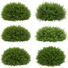Isolated Bushes Green Plants Decorative Foliage Garden Natural Shrubbery
