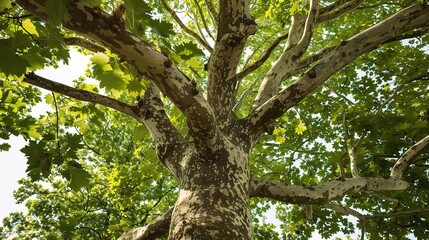 Close-up of a sycamore tree with large lobed green leaves, distinctive patchy bark in shades of white and brown, and sturdy branches, thriving in a forest, park, or urban street under sunlight