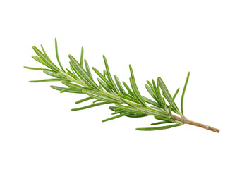 Fototapeta premium Isolated Green Rosemary Sprig Fresh Aromatic Herb Flavor Transparent