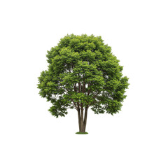 Isolated Green Tree Nature Outdoor Transparent Background Element