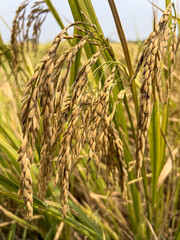The golden rice grains are ripe and ready for farmers in Thailand to harvest for consumption