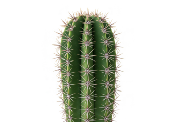 Isolated Green Cactus Plant Transparent Background Detail Growth