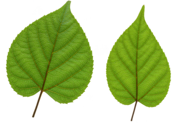 Isolated Green Leaf Transparent Natural Foliage Plant Background