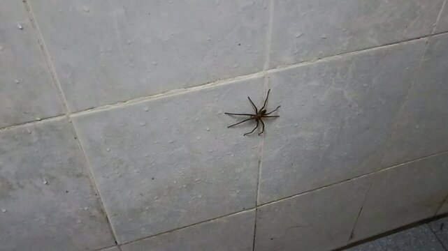 Spider on the wall in the bathroom. A Huntsman spider or Heteropoda venatoria. These spiders are large, fast, and commonly found in tropical regions, including Malaysia. They are not dangerous to huma