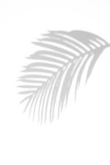 Palm leaf shadow overlay effect,tropical leaves shadows isolated on transparent png background,summer shadow and sunlight,tropical leaves shadows 