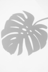 monstera shadow overlay effect,realistic sunmmer sunlight tropical leaves shadows isolated on transparent background	
,summer shadow and sunligh
