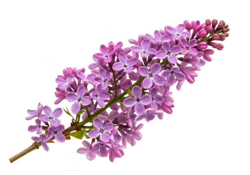 Isolated Lilac Flower Bloom Purple Floral Transparent Background