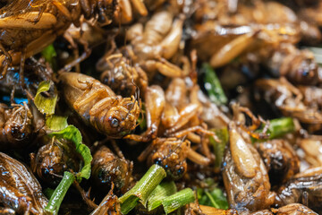 Crispy fried grasshoppers a high-protein insect snack, popular Thai street food delicacy
