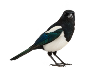 Isolated Magpie with Transparent Background Detailed Feathered Avian