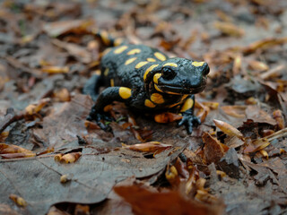 A close-up of a fire salamander (Salamandra salamandra) emerging from the damp forest floor after rainfall near Odvas-kő in the Bükk Mountains.