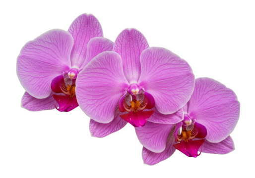 Isolated Purple Orchid Flowers Transparent Floral Background