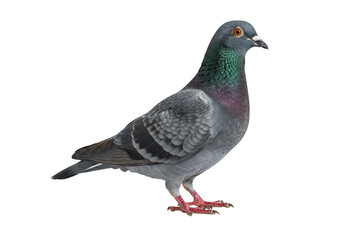 Isolated Gray Pigeon With Green and Black Feathers Illustration