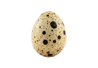 Isolated Quail Egg Speckled Brown Bird Egg Protein Source Transparent
