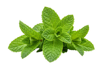 Isolated Transparent Background of Fresh Green Mint Herb Plant