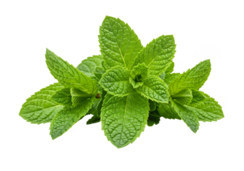 Isolated Transparent Background of Fresh Green Mint Herb Plant
