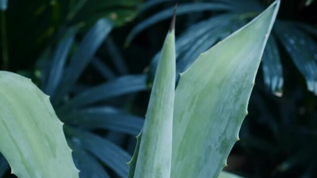 Closeup of an agave plant with sharp spikes along its leaves against a backdrop of lush green foliage