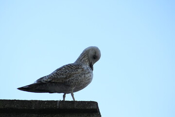 seagull on the pier