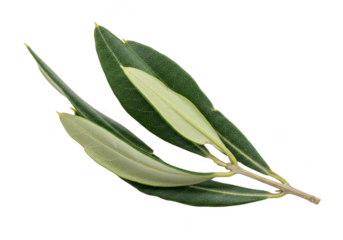 Isolated Olive Branch with Green Leaves a Transparent Background