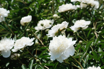 Beautiful white peonies blooming in a lush green garden during springtime
