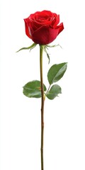 Single Dew Covered Red Rose on White Background