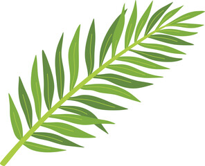 Coconut Palm Leaf Illustration

