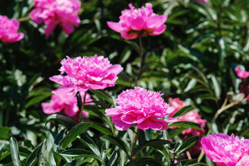 Fototapeta premium Vibrant pink peonies blooming in a sunny garden setting